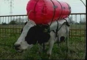 inek-gaz-balonu inek-gaz-balonu